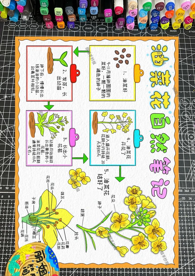 儿童手绘思维导图植物生长主题