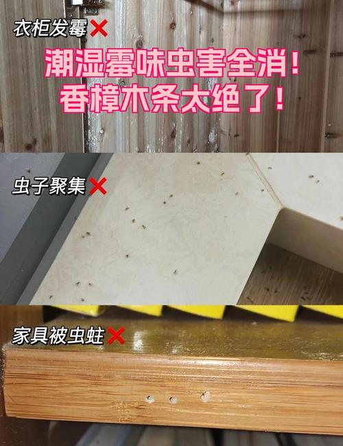 二、绝美视野的代价:潮湿、霉味与蚊虫