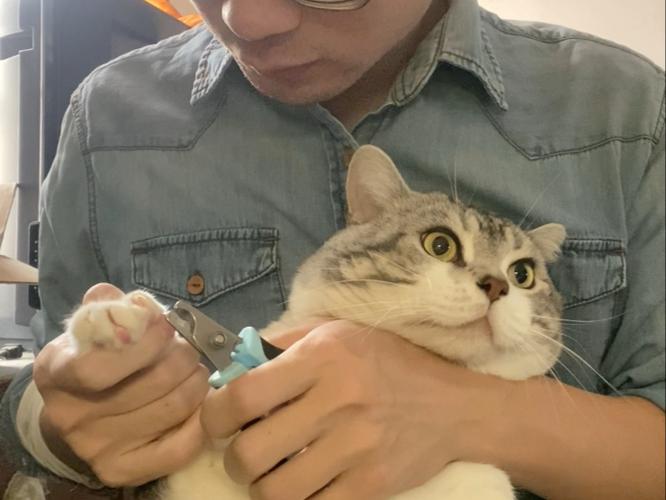 主人抱猫剪指甲正确姿势实拍