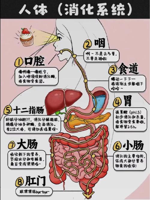 饭后不同状态下肠胃血液分布示意图