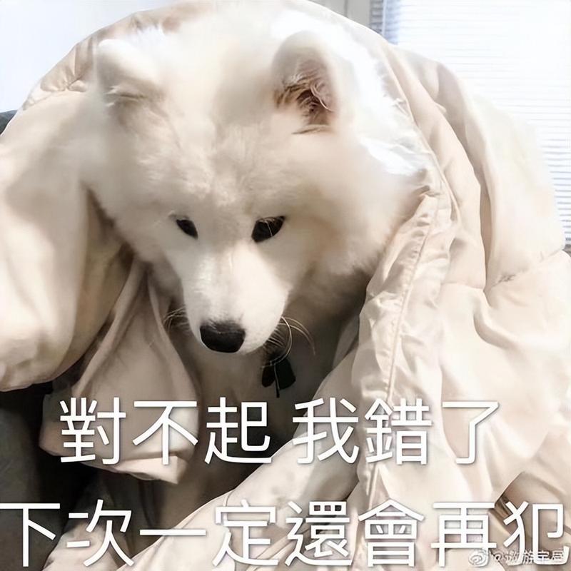 主人错误惩罚犯错狗狗场景