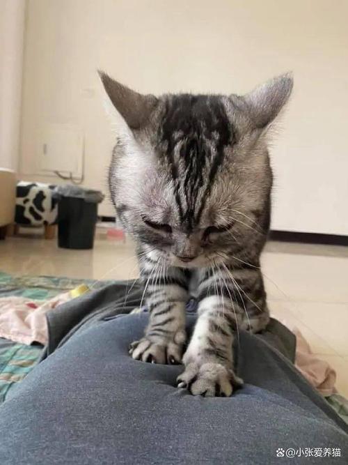 猫咪踩奶毯子特写表情