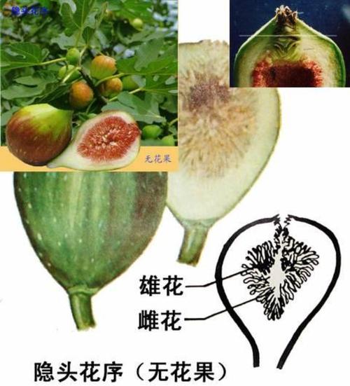 无花果隐头花序纵切结构示意图