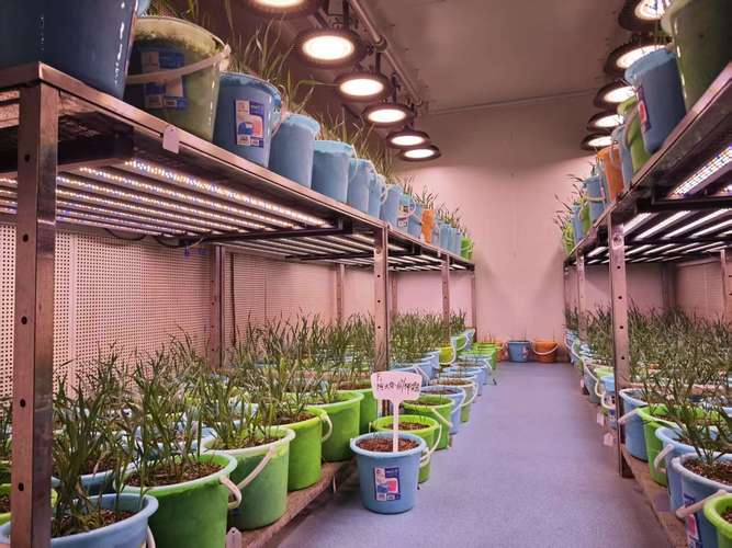 实验室开放日分子育种小麦盆栽展台