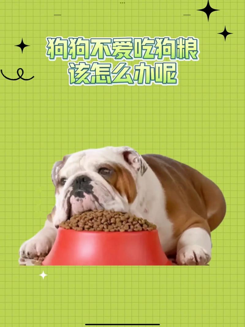 宠物狗挑食拒吃狗粮焦虑的主人