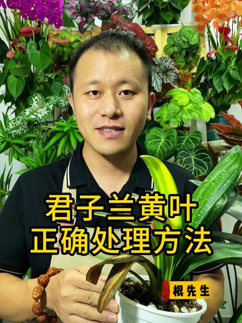烂根黄叶了怎么办？别直接扔