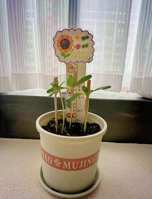 插着纪念卡片的花盆长出向日葵幼苗