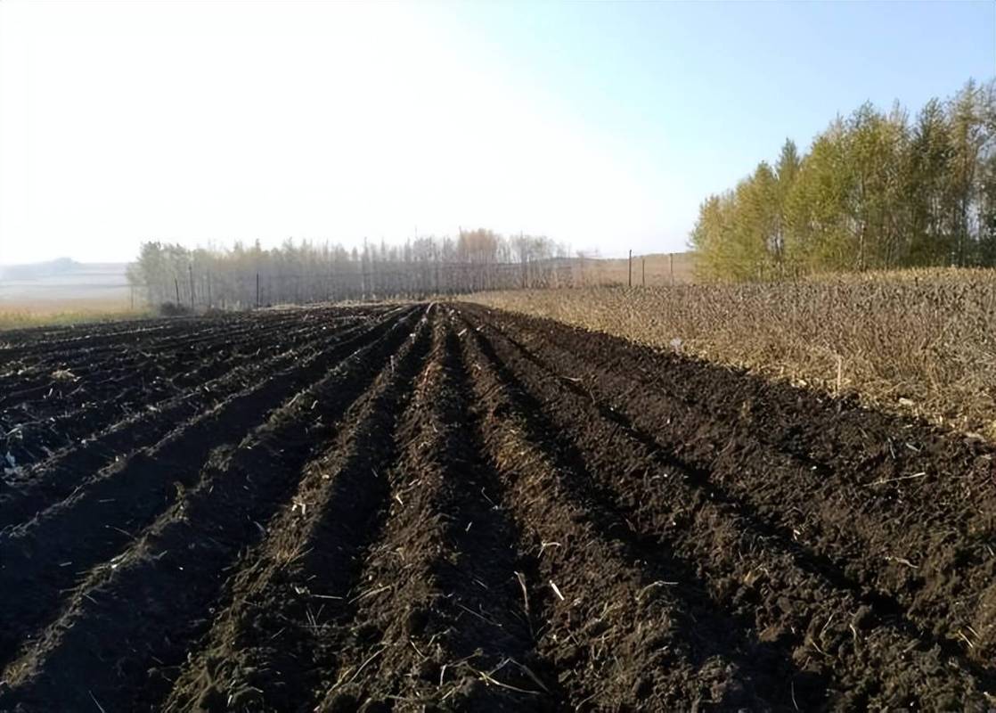 东北黑土地生物炭秸秆还田试验田