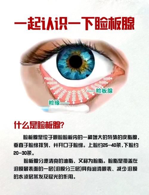 宠物眼部睑板腺位置解剖示意图