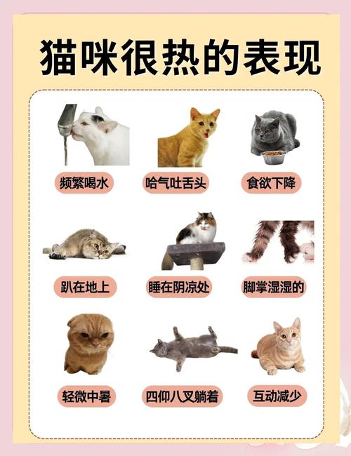 宠物中暑早期症状识别图