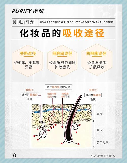 皮肤角质层吸收护肤品示意图