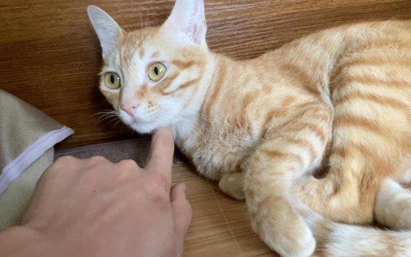 宠物主人安抚雷雨天害怕的橘猫