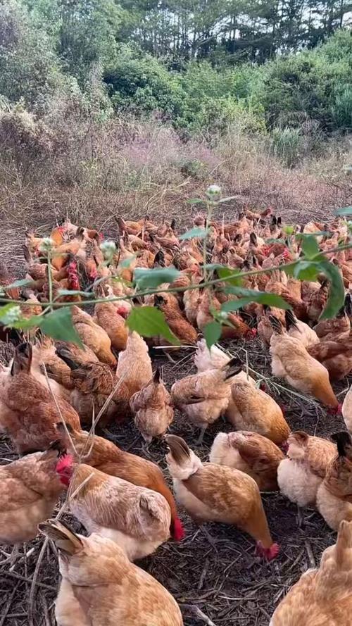 湖北南漳荆山山地散养土鸡