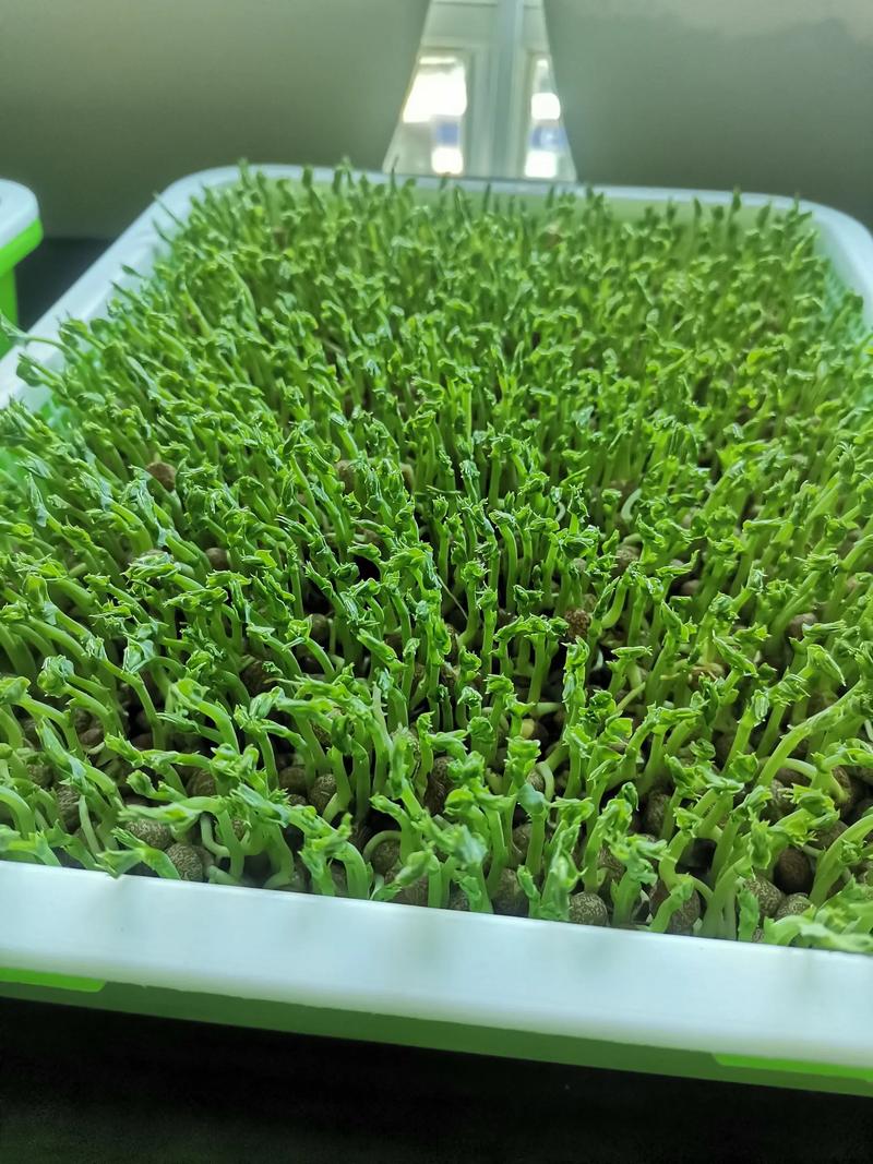 避光催芽的芽苗菜生长状态