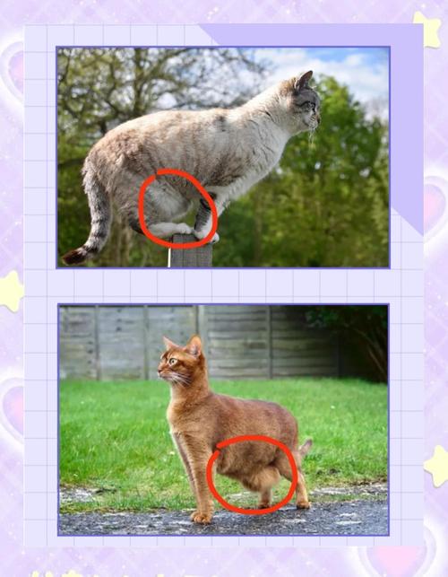 宠物医生展示猫原始袋与过胖腹部对比图