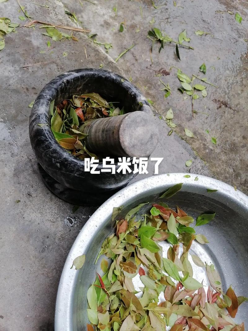 贵州肇兴侗寨老石臼捣乌米树叶