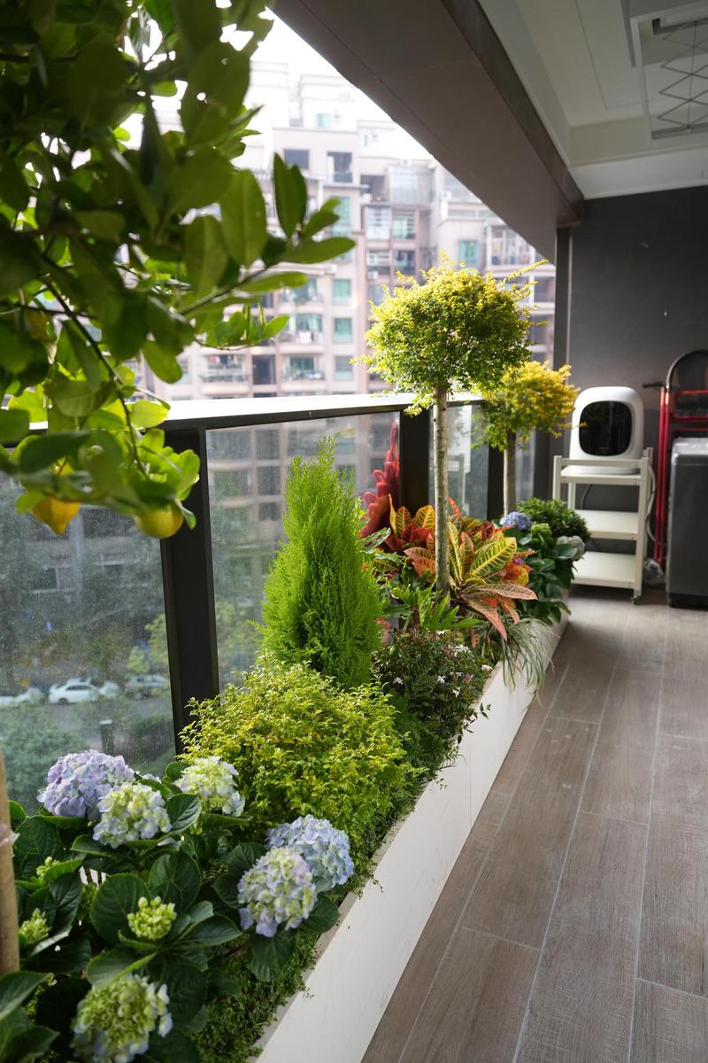 夏季阳台天然驱蚊植物布置场景