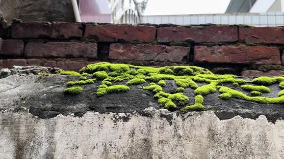 一楼入户墙根苔藓滋生实景图