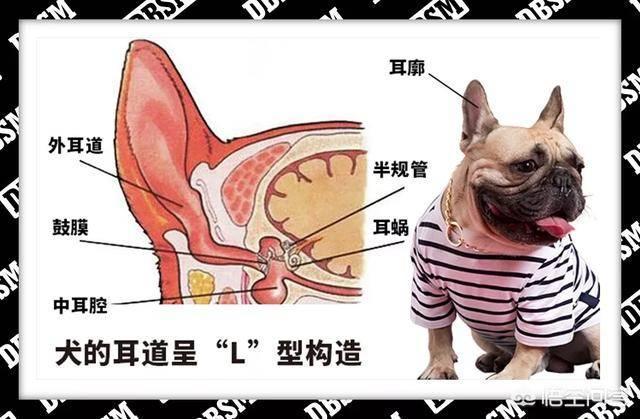 狗狗L型耳道结构解剖图