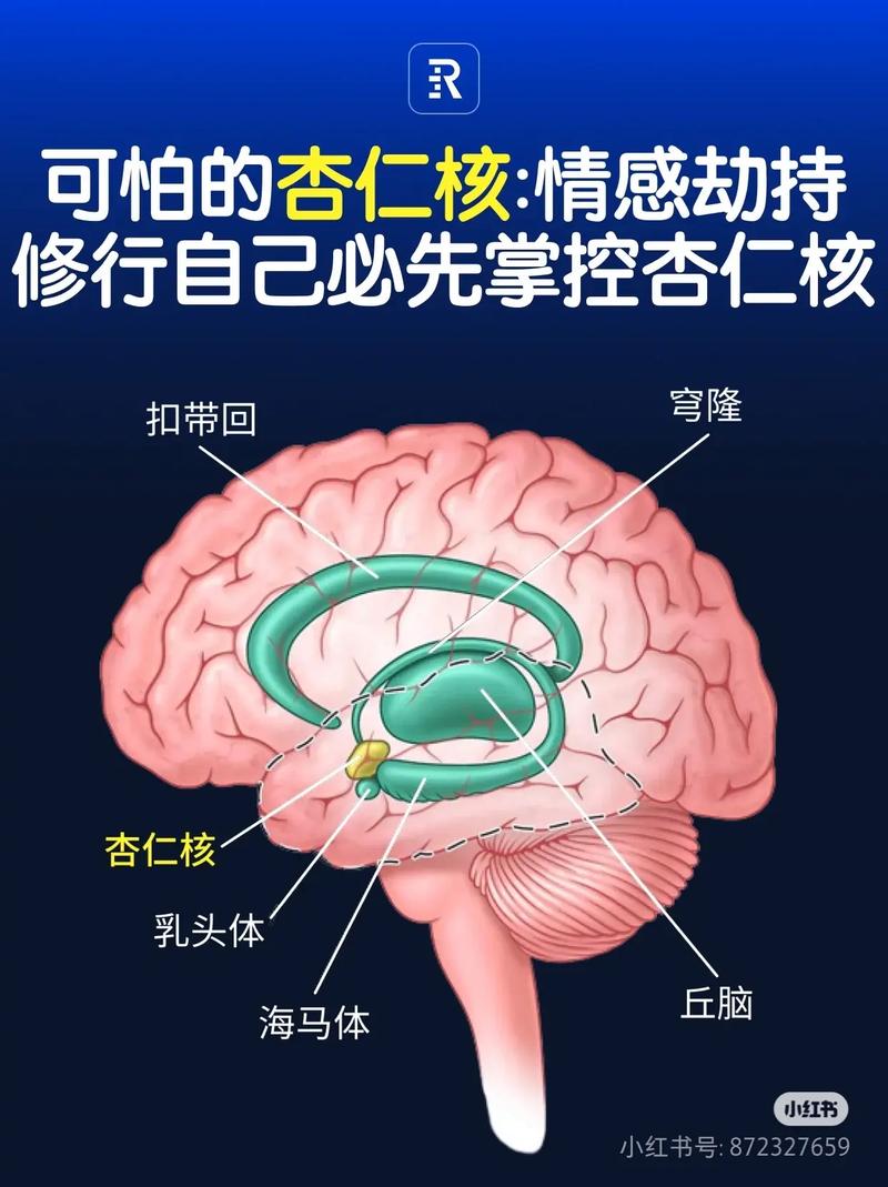 大脑前额叶调控杏仁核情绪反应示意图