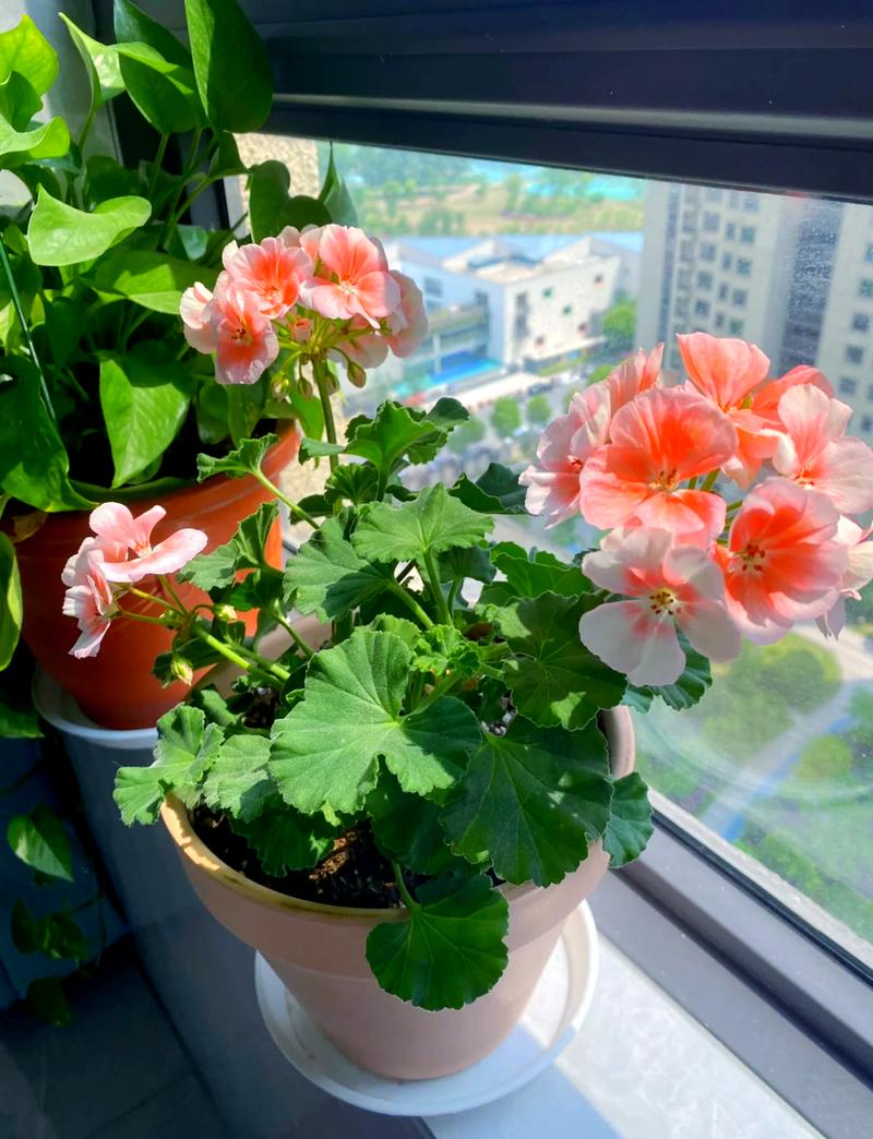 阳台水泥花架上摆着开粉花的十块钱天竺葵盆栽