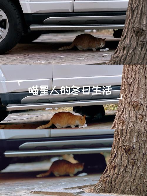 猫与人的关系：一段微妙的“室友协议”