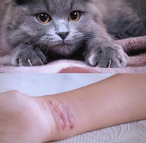 真被挠了之后,别上来就给猫扣“坏脾气”的帽子