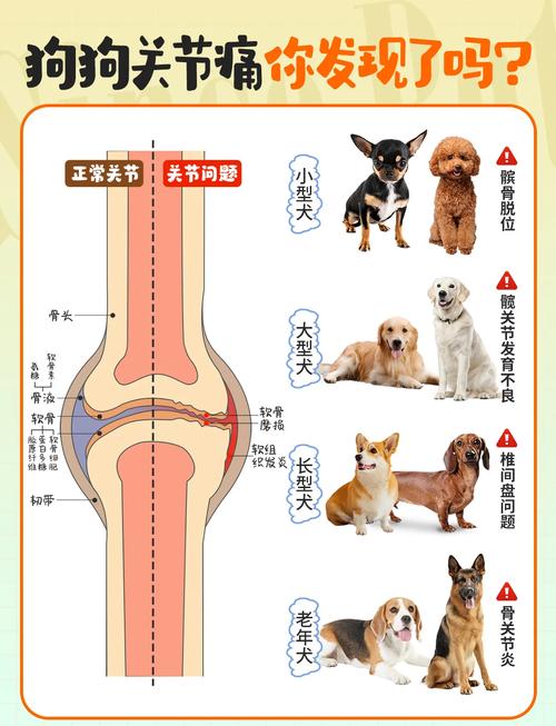 易患宠物关节炎的常见品种分布图