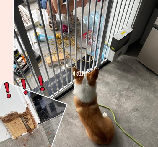 柯基幼犬啃咬家中墙角水泥墙面