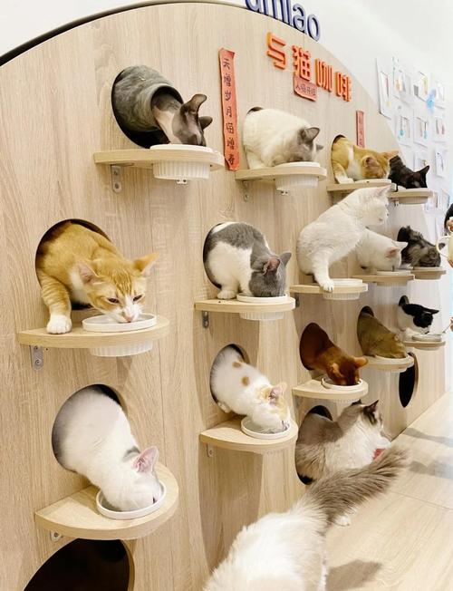网红猫咖散养猫咪顾客撸猫区