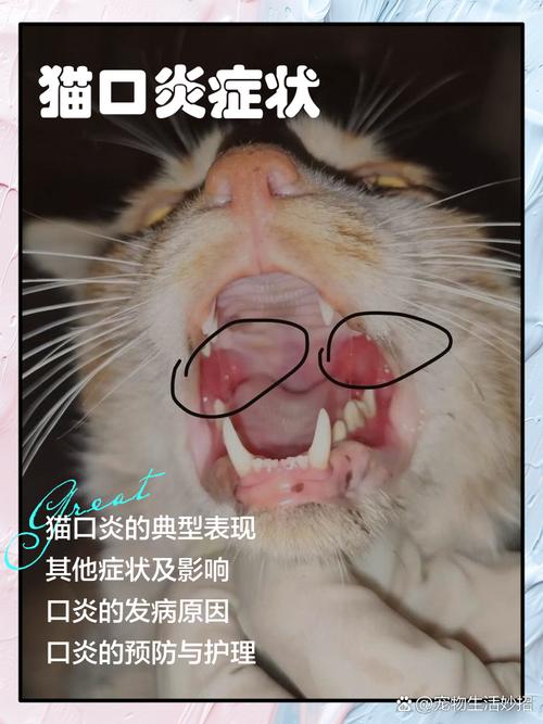 猫咪口腔口炎溃疡位置示意图