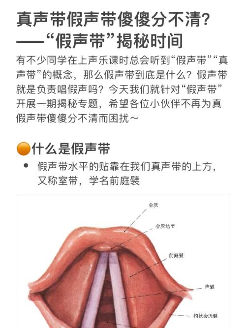 歌手真假声转换声带振动对比图