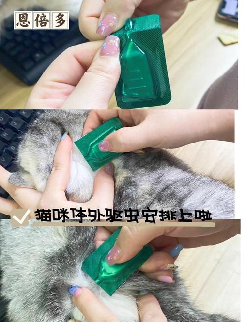 铲屎官给宠物做体外驱虫实拍图
