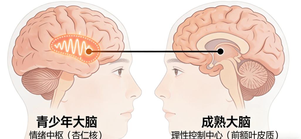 儿童大脑前额叶与情绪中枢连接对比示意图