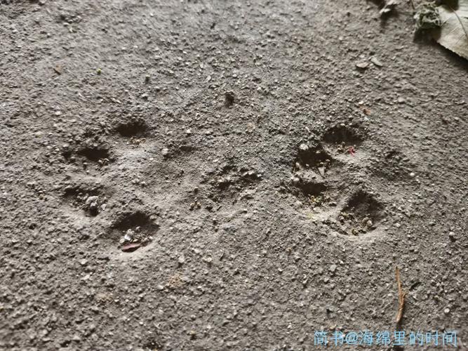 栎树干上距离地面一米二的貉爪印实拍