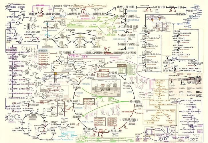 医学考研生化代谢通路手绘图