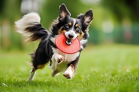 草地上奔跑的成年边境牧羊犬