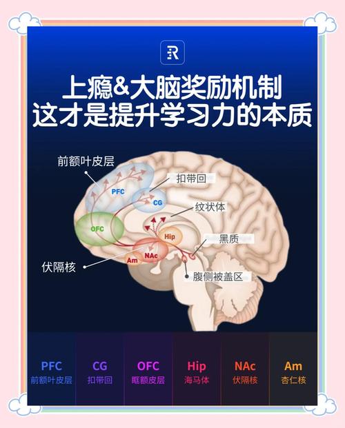 搞笑视频 多巴胺 大脑奖励机制 示意图