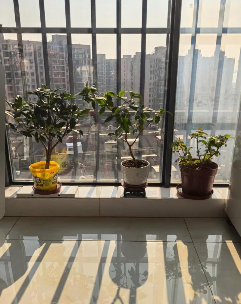 高层南向阳台暴晒后的绿植实景