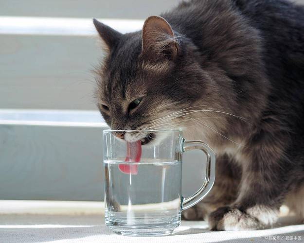 一只狸花猫把头伸进玻璃杯喝水
