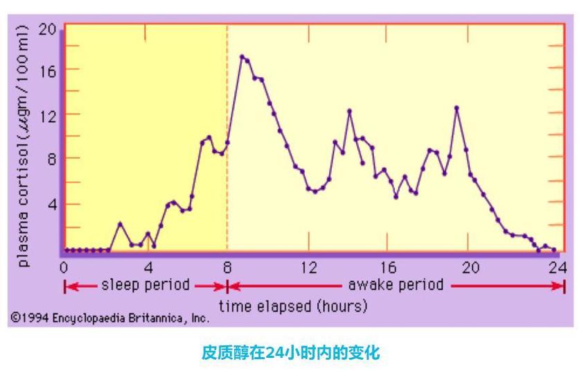 晚间人体皮质醇水平变化曲线图