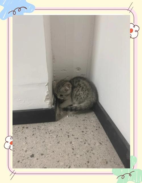 猫咪寄养换环境后应激躲角落实拍