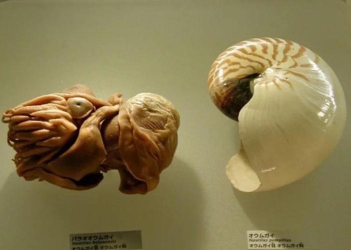鹦鹉螺剖面展示内部螺旋腔室与斐波那契数列对比图