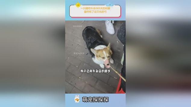 柯基偷啃沙发角落露出半个屁股的萌宠日常场景