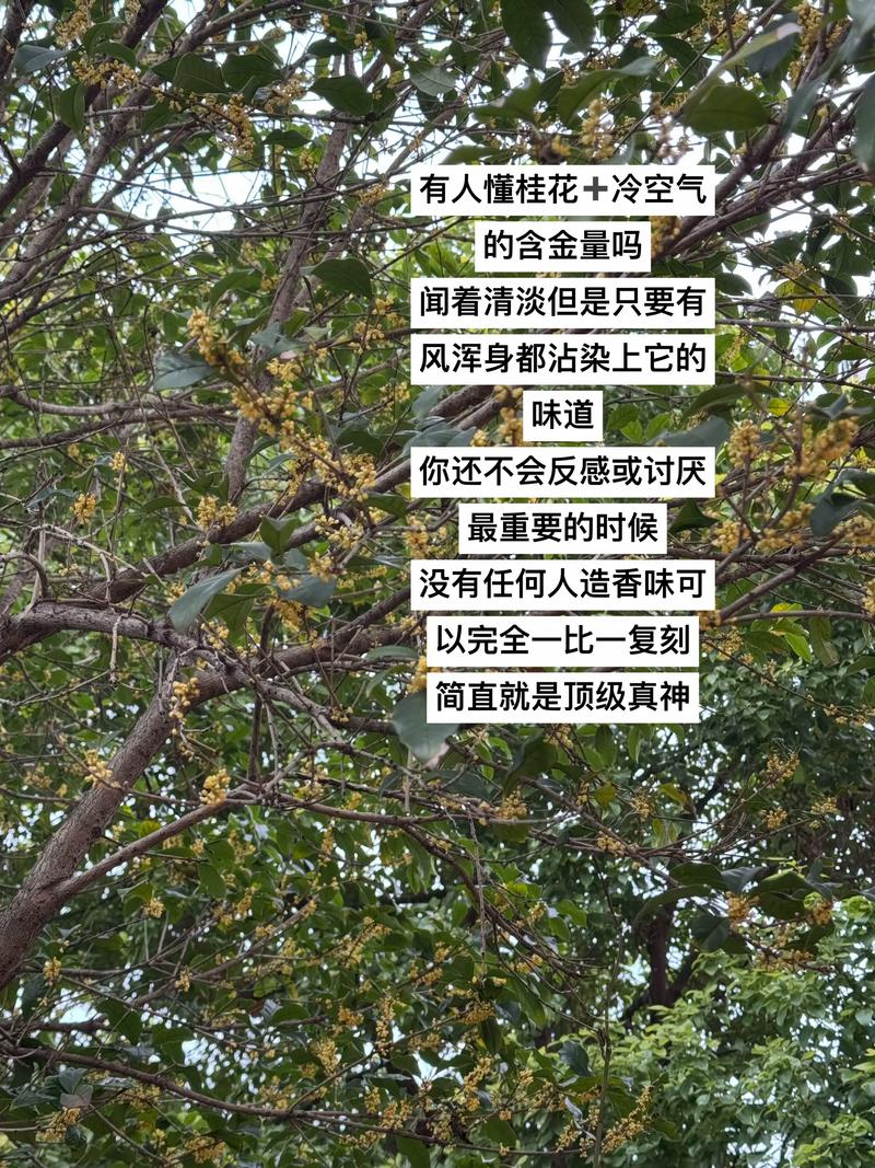 桂花和冷空气,一起来了