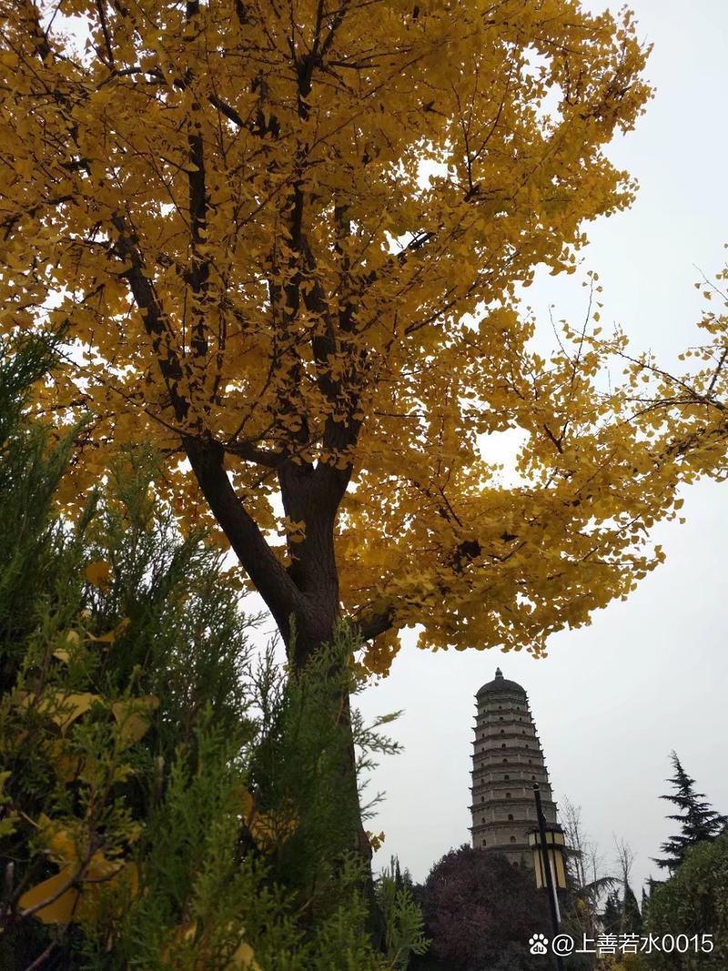 南漳法门寺明代古银杏秋季落叶