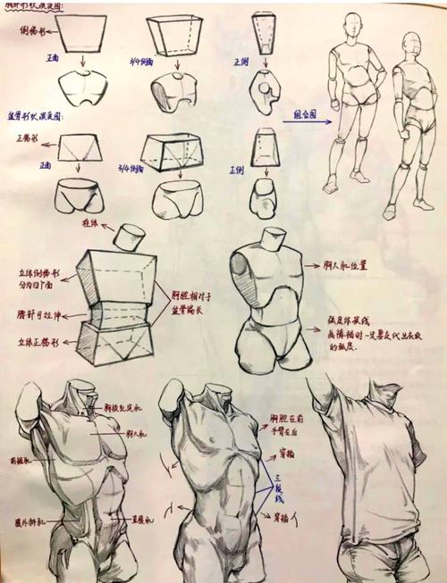 人体结构拆解临摹分析笔记示意图