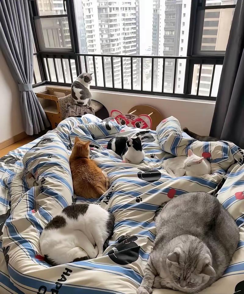 多猫家庭各占一个猫窝休息实拍