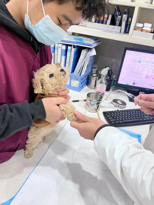 宠物医院候诊区主人抱幼犬焦急等待实拍