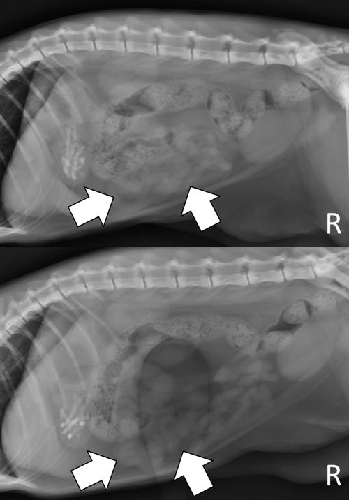 犬猫腹部X光检查异物梗阻影像片